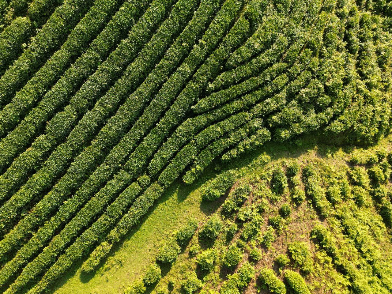 Сочинский чай Сочинский чай