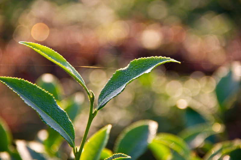 Противомикробные и противогрибковые свойства чая|Статьи о чае