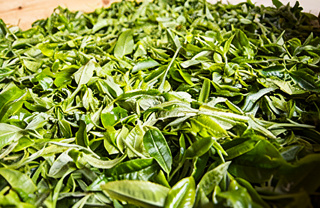 Фото Пуэр из Лао Бань Чжан: тысячелетние традиции изготовления чая