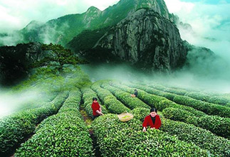 Картинка Дух китайской цивилизации — жёлтый чай