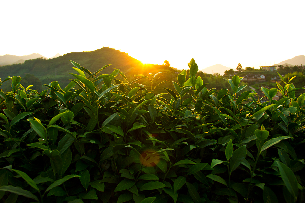 Осенний закуп в Чайной Линии Осенний закуп в Чайной Линии