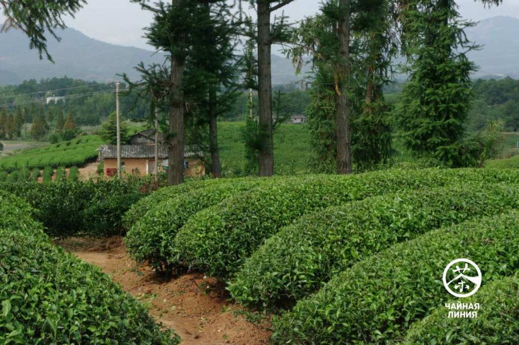 Улун Большой Красный Халат
