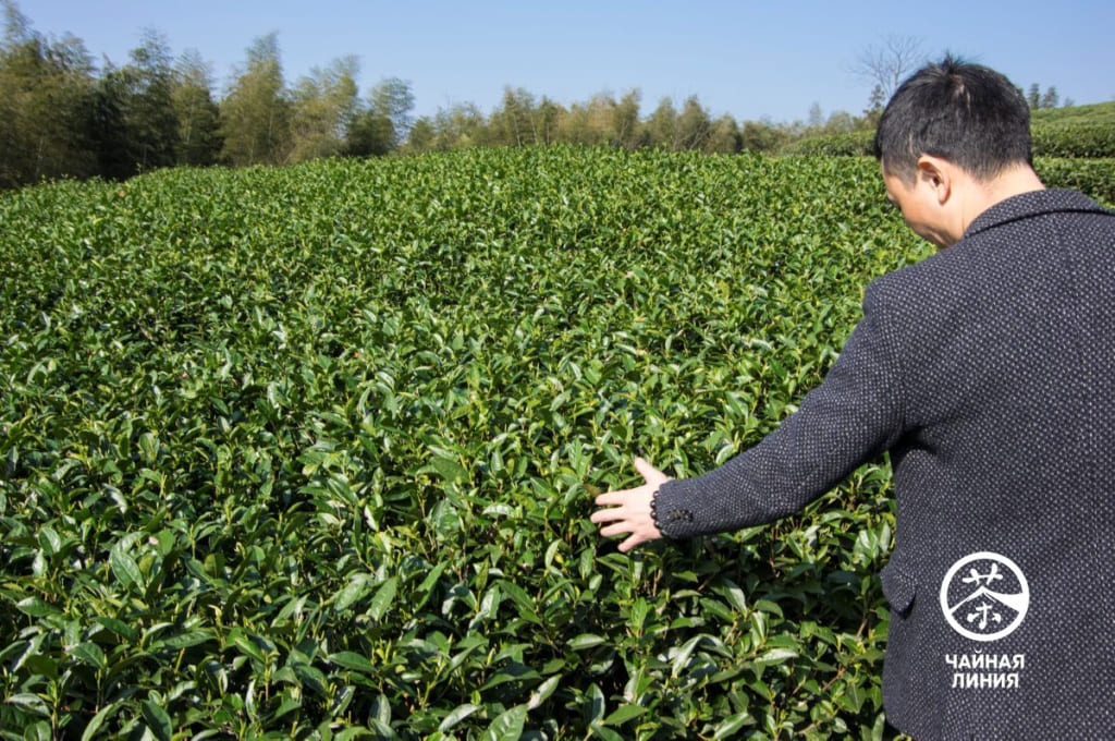 Китайский Белый чай