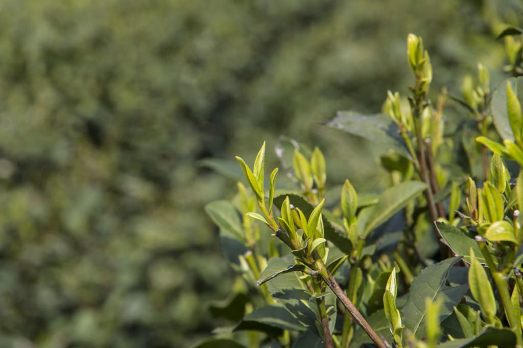 Зеленый чай Лунцзин