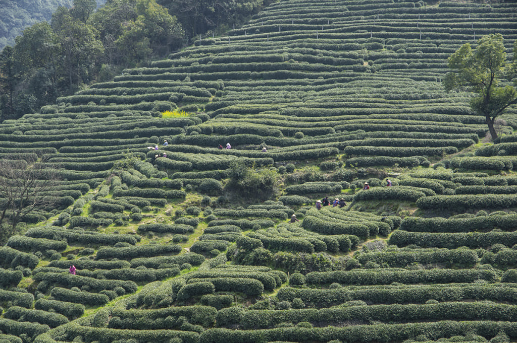 Лунцзин купить