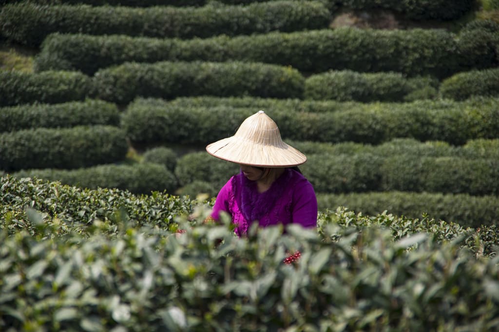 Чай Лунцзин Колодец Дракона