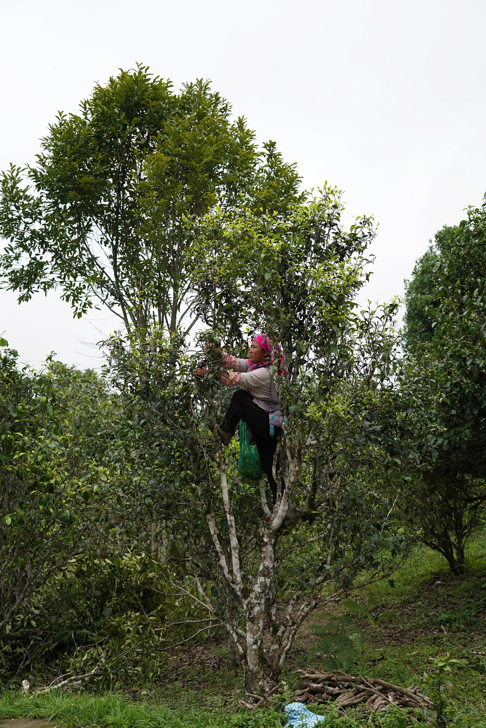 ПУЭР С ДЕРЕВЬЕВ: ВКУС ПРОВЕРЕННЫЙ ВЕКАМИ.