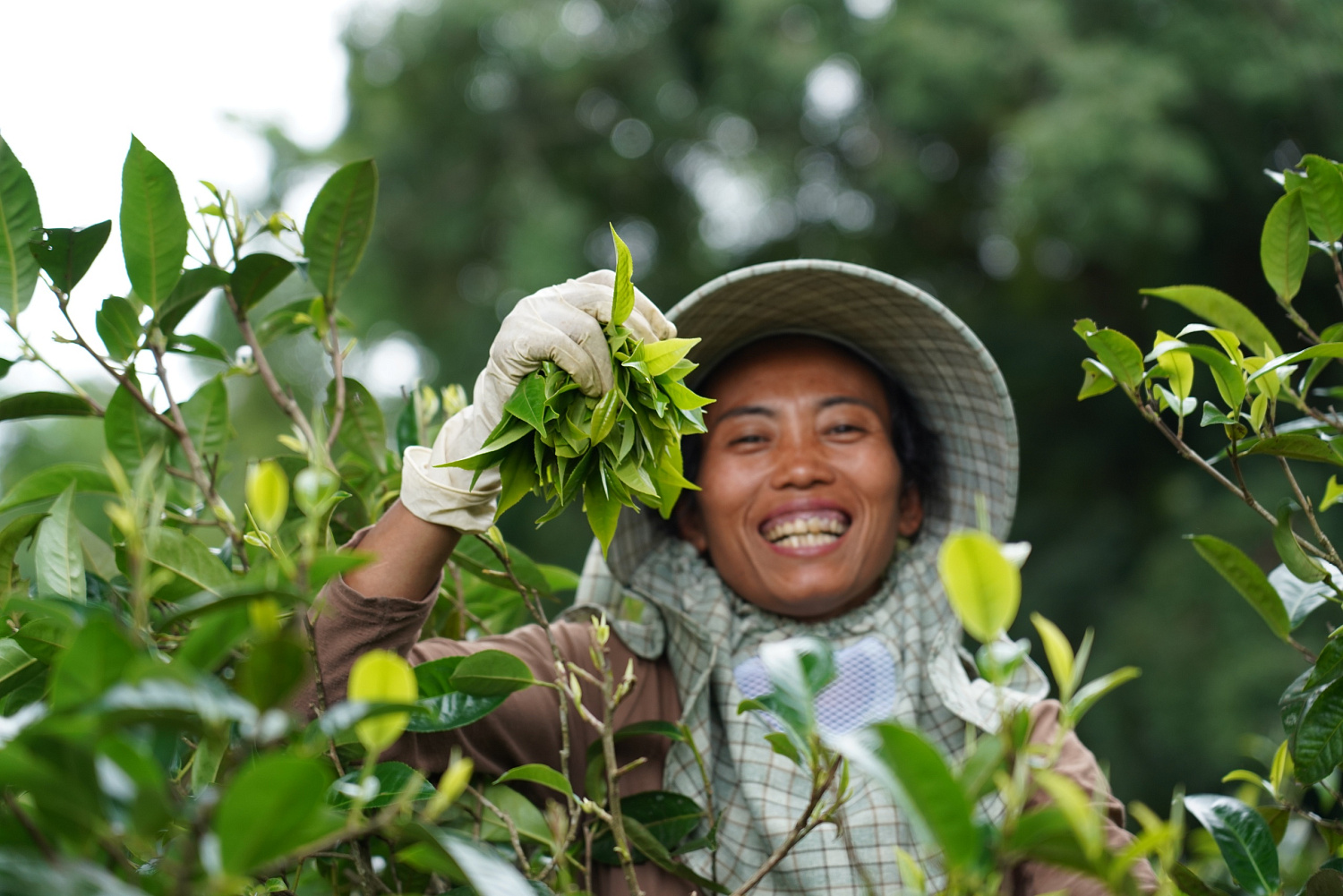 ПУЭР С ДЕРЕВЬЕВ: ВКУС ПРОВЕРЕННЫЙ ВЕКАМИ.