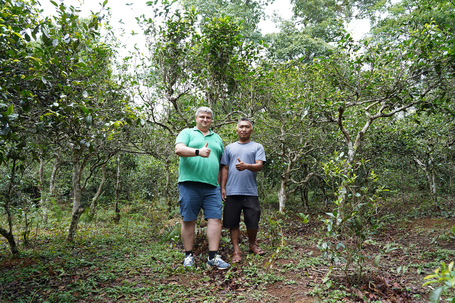 ПУЭР С ДЕРЕВЬЕВ: ВКУС ПРОВЕРЕННЫЙ ВЕКАМИ.