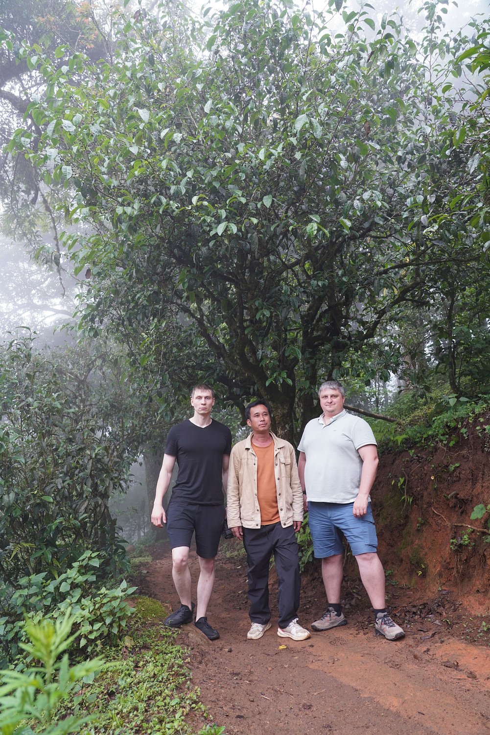 ПУЭР С ДЕРЕВЬЕВ: ВКУС ПРОВЕРЕННЫЙ ВЕКАМИ.